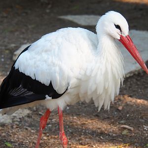 White stork (Ciconia ciconia), Sep 2nd, 2018