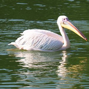 Swimming great white pelican (Pelecanus onocrotalus), Sep 2nd, 2018