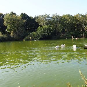 Pelican lake (Seo 2nd, 2018)