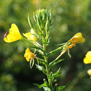 Large-flowered evening-primrose (Oenothera glazioviana), Sep 2nd, 2018