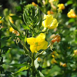 Large-flowered evening-primrose (Oenothera glazioviana), Sep 2nd, 2018