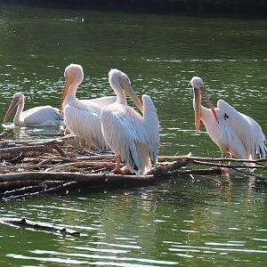 Great white pelicans (Pelecanus onocrotalus) on nesting platform, Sep 2nd, 2018