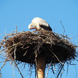 White stork (Ciconia ciconia) on nest (Sep 2nd, 2018)