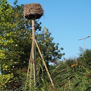 Older white stork nest (Sep 2nd, 2018)