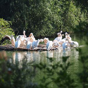 Great white pelican (Pelecanus onocrotalus) nesting platform (Sep 2nd, 2018)