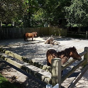 Enclosure Falabella and Pony