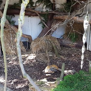 Enclosure Reeve's pheasant