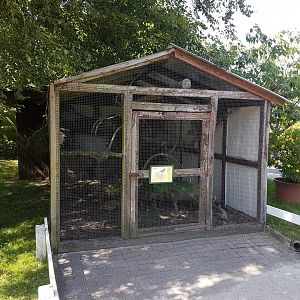 Aviary Reeve's pheasant