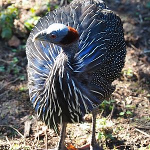 Vulturine guinea fowl (Acryllium vulturinum), Sep 2nd, 2018