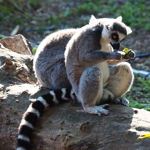 Ring-tailed lemur (Lemur catta), Sep 2nd, 2018