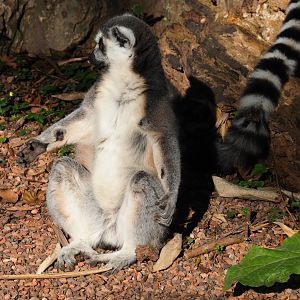 Ring-tailed lemur (Lemur catta), Sep 2nd, 2018