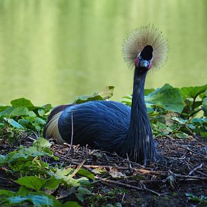 Western black crowned crane (Balearica pavonina pavonina), Sep 2nd, 2018