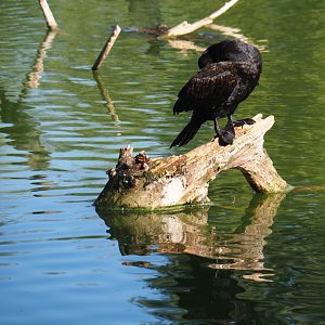 Eurasian great cormorant (Phalacrocorax carbo sinensis), Sep 2nd, 2018