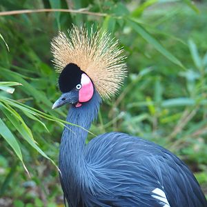 Western black crowned crane (Balearica pavonina pavonina), Sep 2nd, 2018