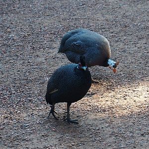 Helmeted guineafowl (Numida meleagris) and Eastern crested guineafowl (Guttera pucherani), Sep 2nd, 2018
