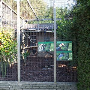 Aviary Wrinkled hornbill - Lady Amherst's pheasant - Red-billed blue magpie (Sep 2nd, 2018)
