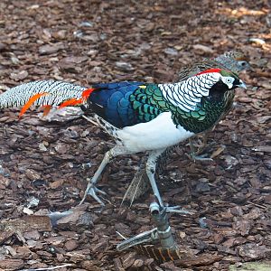 Lady Amherst's pheasant (Chrysolophus amherstiae), Sep 2nd, 2018