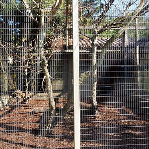 Aviary Horned parakeet - Victoria crowned pigeon - Silky starling - Palawan peacock-pheasant (Sep 2nd, 2018)