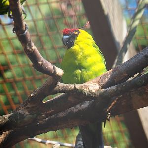 Horned parakeet (Eunymphicus cornutus), Sep 2nd, 2018