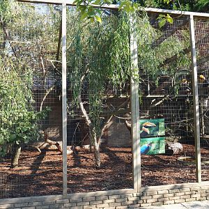 Aviary great hornbill - Himalayan monal pheasant (Sep 2nd, 2018)