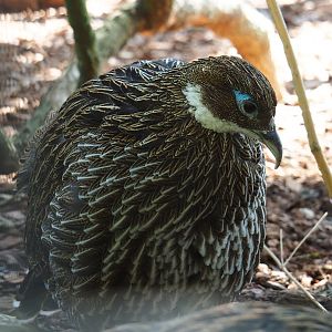 Female Himalayan monal pheasant (Lophophorus impejanus), Sep 2nd, 2018