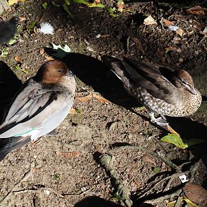 Maned goose pair (Chenonetta jubata), Sep 2nd, 2018