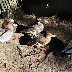 Maned geese (Chenonetta jubata) and Plumed whistling duck (Dendrocygna eytoni), Sep 2nd, 2018
