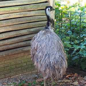 Emu (Dromaius novaehollandiae), Sep 2nd, 2018