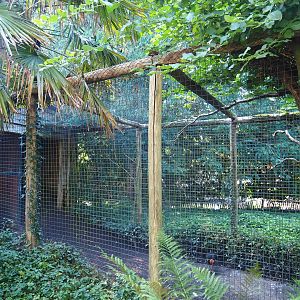 Aviary Australian brush turkey - Blue-winged kookaburra (Sep 2nd, 2018)