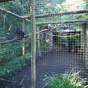 Aviary Australian brush turkey - Blue-winged kookaburra (Sep 2nd, 2018)