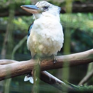 Blue-winged kookaburra (Dacelo leachii), Sep 2nd, 2018