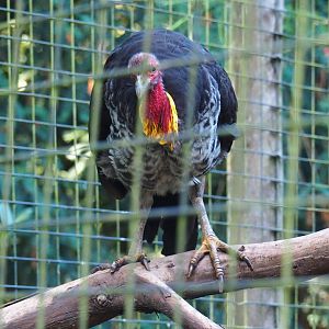 Australian brush turkey (Alectura lathami), Sep 2nd, 2018