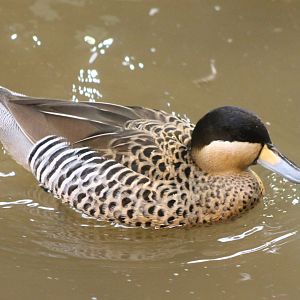Silver teal