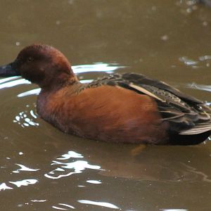 Cinnamon teal