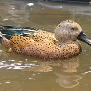 Red shoveler