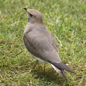 Collared pratincole