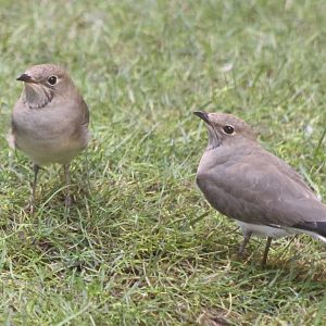 Collared pratincoles