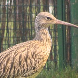Eurasian curlew