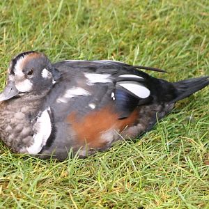 Harlequin duck