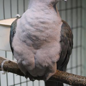 Island imperial pigeon