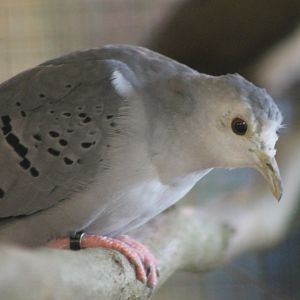 Blue ground-dove