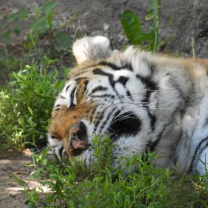 Amur Tiger (Panthera tigris tigris)