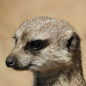 Meerkat (Suricata suricatta)