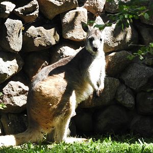 Common Wallaroo (Macropus robustus)