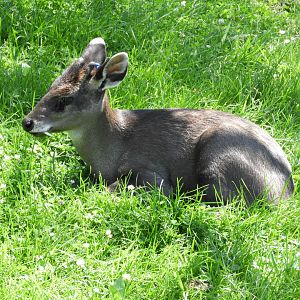 Tufted Deer (Elaphodus cephalophus)