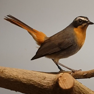 Cape robin