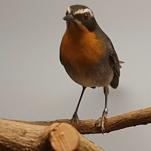Cape robin