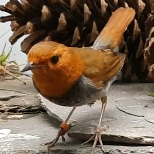 Japanese robin