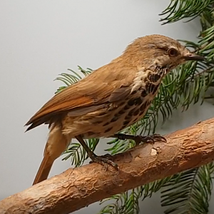 Spotted palm-thrush