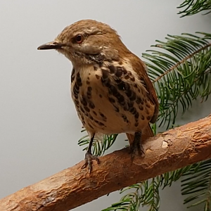 Spotted palm-thrush